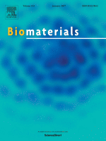 Modulation of the molecular arrangement in artificial and biological membranes by phospholipid-shelled microbubbles